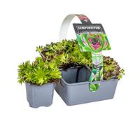 Bloomique - Lot de 6 - Sedum Mix - Orpin - Plantes de jardin - Résistante au gel - Couvre-sol - Hauteur 8-12 cm - Pot 7 cm