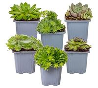 Bloomique - Lot de 6 - Sempervivum Mix - Joubarbe - Plantes de jardin - Résistante au gel - Couvre-sol - Hauteur 8-12 cm - Pot 7 cm