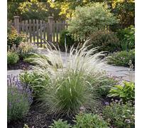Bloomique - Lot de 6 - Stipa tenuissima 'Ponytails' - Stipe cheveux d'ange - Graminée ornementale - Rustique - Vivace - Hauteur 10-20 cm - Pot 9 cm