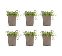 Bloomique - Lot de 6 - Thymus Albiflorus - Thym rampant - Rustique - Vivace - Couvre-sol - Persistant - 10-20 cm hauteur - Pot 9 cm
