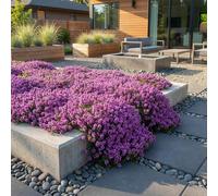 Bloomique - Lot de 6 - Thymus Red Carpet - Thym rouge - Rustique - Vivace - Couvre-sol - Persistant - 10-20 cm hauteur - Pot 9 cm
