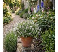 Bloomique - Lot de 6 - Thymus vulgaris - Thym véritable - Rustique - Plantes balcon - Plantes aromatiques - Parfumées - Hauteur 10-20 cm - Pot 9 cm