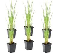 Bloomique - Lot de 6 - Typha Latifolia - Grand Massette - Cigare des marais - Plantes de bassin - Résistante au gel - Zone de bassin 2-3 - Hauteur 15-25 cm - Pot 9 cm