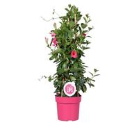 Bloomique - Mandevilla Sundaville - Jasmin du Chili - Rose - Plantes de jardin - Hauteur 70-90 cm - Pot 19 cm