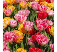 Bloomique - Mélange de 20 - Tulipa Double Mix - Fleur Double - Bulbes de Tulipes - Mélange de Couleurs - Bulbes à Fleurs - Floraison Printemps - Plantes Vivaces - Pousse jusqu'à 35-40 cm