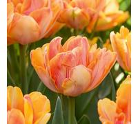 Bloomique - Mélange de 20 - Tulipa Double Pêche - Bulbes de Tulipes - Fleur Double - Bulbes à Fleurs - Floraison Printemps - Plantes Vivaces - Pousse jusqu'à 30-35 cm