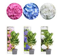 Bloomique - Mélange de 3 - Hydrangea Macrophylla - Rose, Bleu, Blanc - Hortensia - Hortensia commun - Plantes de jardin - Rustique - Hauteur 20-30 cm - Pot 10,5 cm