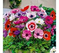 Bloomique - Mélange de 50 - Anémone de Caen - Anémone de jardin - Mélange de couleurs - Bulbes à fleurs - Floraison printanière - Plantes vivaces - Hauteur : 20-25 cm