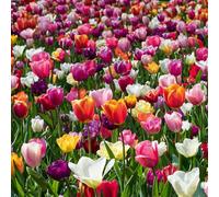 Bloomique - Mélange de Tulipes 20-60 jours - Bulbes de Tulipes - Mélange de Couleurs - Bulbes à Fleurs - Floraison Printemps - Plantes Vivaces - Pousse jusqu'à 25-60 cm