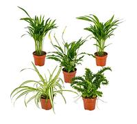 Bloomique - Mélange Dépolluant x5 - Dracaena, Dypsis, Chamaedorea, Chlorophytum, Asplenium - Hauteur 20-40 cm - Pot 12 cm