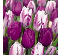 Bloomique - Mix van 20 - Tulipa Purple Mix - Paarse Mix - Tulpenbollen - Bloembollen - Voorjaarsbloeiend - Meerjarige Planten - Groeit tot 30-35 cm