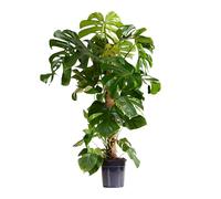 Bloomique - Monstera Deliciosa - Avec tige de mousse - Plante à fromage suisse - Plante d'intérieur XXL - Purificateur d'air - Facile d'entretien - Hauteur 120-140 cm - Pot 24 cm