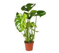 Bloomique - Monstera Deliciosa - Monstera - Dépolluante - Facile à entretenir - Hauteur 50-60 cm - Pot 17 cm