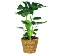 Bloomique - Monstera deliciosa - Monstera - Plante d’intérieur - Dépolluante - Facile d’entretien - Hauteur 70-80 cm - Panier en rotin 21 cm