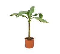 Bloomique - Musa basjoo - Bananier du Japon - Rustique - Plante balcon - Plante jardin - Hauteur 100-110 cm - Pot 26 cm
