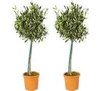 Bloomique - Olea Europaea - Olivier sur tige - Plantes de jardin - Résistant au gel - Hauteur 80-100 cm - Pot 19 cm