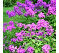 Bloomique Phlox Paniculata Laura Lot de 3 plantes de jardin, résistantes au froid, hauteur 10-20 cm, pot de 9 x 9 cm