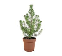 Bloomique - Pinus Pinea Silver Crest - Pin parasol - Pin - Sapin - Pour intérieur et extérieur - Rustique - Persistant - 40-60 cm de hauteur - Pot de 17 cm