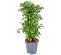 Bloomique - Polyscias 'Fruticosa' - Aralia - Plante d'intérieur - Plante purificatrice d'air pour l'intérieur - Hauteur 50-60 cm - Pot 17 cm
