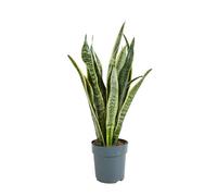 Bloomique - Sansevieria Laurentii - Langue de belle-mère - Plantes d’intérieur - Dépolluante - Très Facile à Entretenir - Hauteur 30-40 cm - Pot 12 cm