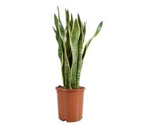 Bloomique - Sansevieria Laurentii - Langue de belle-mère - Plantes d'intérieur - Purifiant l'air - Très facile d'entretien - Pot 21 cm - Hauteur 70-90 cm