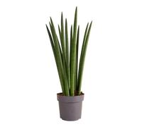 Bloomique - Sansevieria Straight - Langue de belle-mère - Plante d'intérieur - Facile d'entretien - Hauteur 40-60 cm - Pot 17 cm