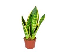 Bloomique - Sansevieria 'Superba' par unité - Plante d’intérieur - Hauteur 20-30 cm - Pot 9 cm
