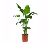 Bloomique - Strelitzia Nicolai - Oiseau de Paradis - Fleur Oiseau de Paradis - Plante d'intérieur XXL - Purificateur d'air - Facile d'entretien - Hauteur 150-170 cm - Pot 27 cm
