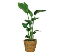 Bloomique - Strelitzia Nicolai - Oiseau de paradis - Plante d’intérieur - Dépolluante - Facile à entretenir - Hauteur 80-100 cm - Panier en rotin 21 cm