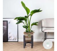 Bloomique - Strelitzia Nicolai - Oiseau de paradis - Plante d’intérieur - Dépolluante - Facile à entretenir - Hauteur 80-100 cm - Panier en jute 21 cm