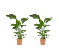 Bloomique - Strelitzia Nicolai - Plante Strelitzia - Oiseau de paradis - Plante d'intérieur grande - Plante verte purificatrice d'air - Hauteur 70-80 cm - Pot de 17 cm