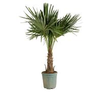 Bloomique - Trachycarpus Fortunei - Palmier éventail chinois - Palmier rustique - Plante de jardin - Hauteur 140-170 cm - Pot 30 cm
