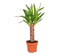 Bloomique - Yucca Elephantipes - Palmier Yucca - Plante d’intérieur - Dépolluante - Facile d’entretien - Hauteur 30-40 cm - Pot 12 cm