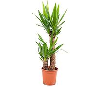 Bloomique - Yucca Elephantipes - Yucca pied d’éléphant - Plante d’intérieur - Dépolluante - Facile à entretenir - Hauteur 60-70 cm - Pot 17 cm