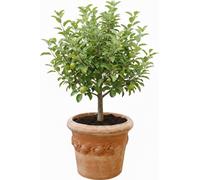 Blumentopf Pflanzentopf Terrakotta Lemons Tuscany 60
