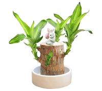 Bois Chanceux Brésilien Naturel avec Figurine Les Lapins Mini Arbre Porte-Bonheur en Bois pour Décoration de Bureau et Maison - Plante Zen Feng Shui, Purificateur d'air Naturel Cadeau (B)
