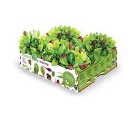 Boîte à salade - Batlle - Jeunes feuilles - 4 variétés - Dimensions 40x29x10,5 cm - Poids 2,6 kg