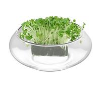 Bol À Grand Vase Rond En Verre Transparent | Pots De Fleurs 25 cm Pour Aquatiques D'Intérieur Pour Cactus Poisson Extérieur Jardin Cour Patio Fontaine Balcon Bureau