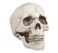 Boland - Décoration Crâne Jawbone, Mâchoire Mobile