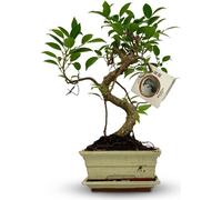 Bonsaï Ø15cm, hauteur 30-35cm. Arbre miniature classique au tronc sinueux jardin