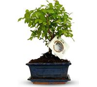 Bonsaï à couronne sphérique, hauteur 25-30cm, arbre miniature classique