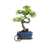 Bonsaï Arbre avec pot de fleurs en céramique d'env. 25-35 cm de haut, soucoupe et ciseaux - Coffret cadeau bonsaï - (Bol de 15 cm environ 7-8 ans, bonsaï orme chinois)