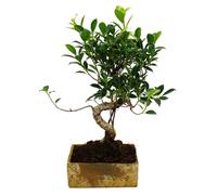 Bonsaï d'intérieur - dans un style céramique moderne - ficus bonsaï d'intérieur - 8 ans - aspect pierre