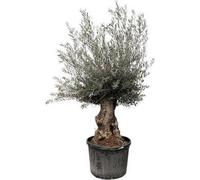 Bonsaï d'olivier (Olea Europaea) 225cm, Ø80cm - Plante méditerranéenne à tronc