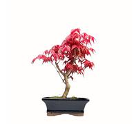 Bonsaï érable Japonais - Acer (Érable) bonsaï Arbres/Érables Japonais/Arbre Mesure 25-30 cm de Hauteur (Deshojo P15)