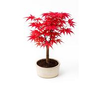 Bonsaï érable Japonais - Acer (Érable) bonsaï Arbres/Érables Japonais/Arbre Mesure 25-30 cm de Hauteur (Deshojo P12)