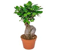 Bonsaï | Ficus 'Ginseng' par unité - Plante d’intérieur en pot de culture D17 cm - H35 cm