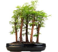 Bonsai LT Forêt Métaséquoia - Arbre fossile vivant dans un pot de 25 cm | Bonsaï d'intérieur/extérieur | Idée cadeau rare | Facile à entretenir | Plante décorative pour la maison et le bureau