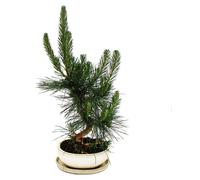 Bonsaï - Pinus thunbergii - pin noir du Japon - environ 19 ans