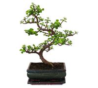 Bonsai - Portulacaria afra - Arbre de Jade - Arbre éléphant africain - environ 10 ans